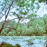 River Lily Perfume Oil