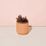 Tiny Terracotta Holiday Kits
