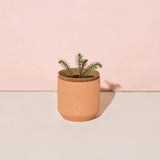 Tiny Terracotta Holiday Kits