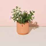 Tiny Terracotta Holiday Kits