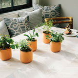 Tiny Terracotta Holiday Kits