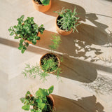 Tiny Terracotta Holiday Kits
